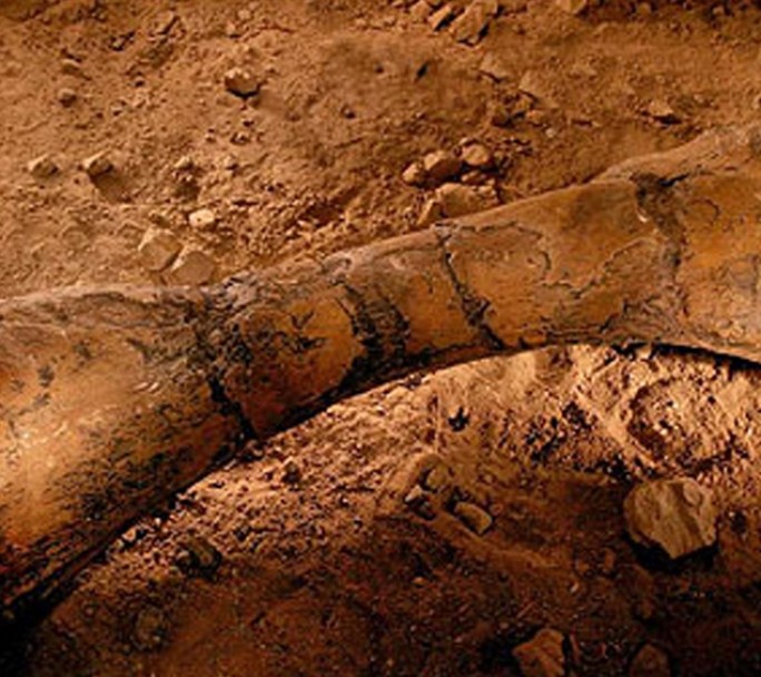 Descubren en La Rioja fósiles de dinosaurios de más de 70 millones de años de antigüedad