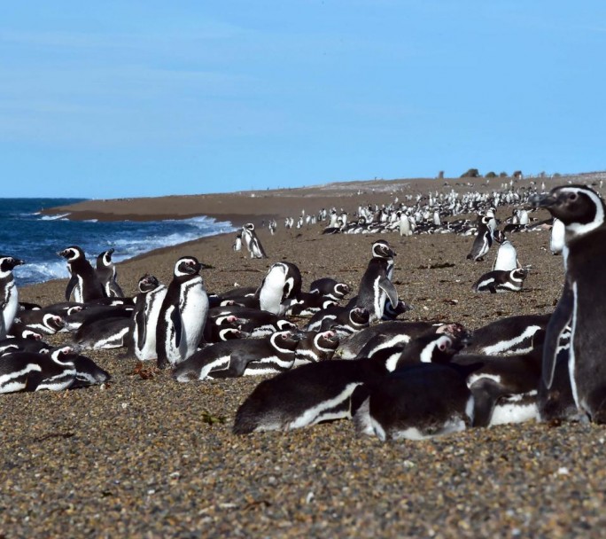 Por el aislamiento humano, aumentó la cantidad de pingüinos en Magallanes