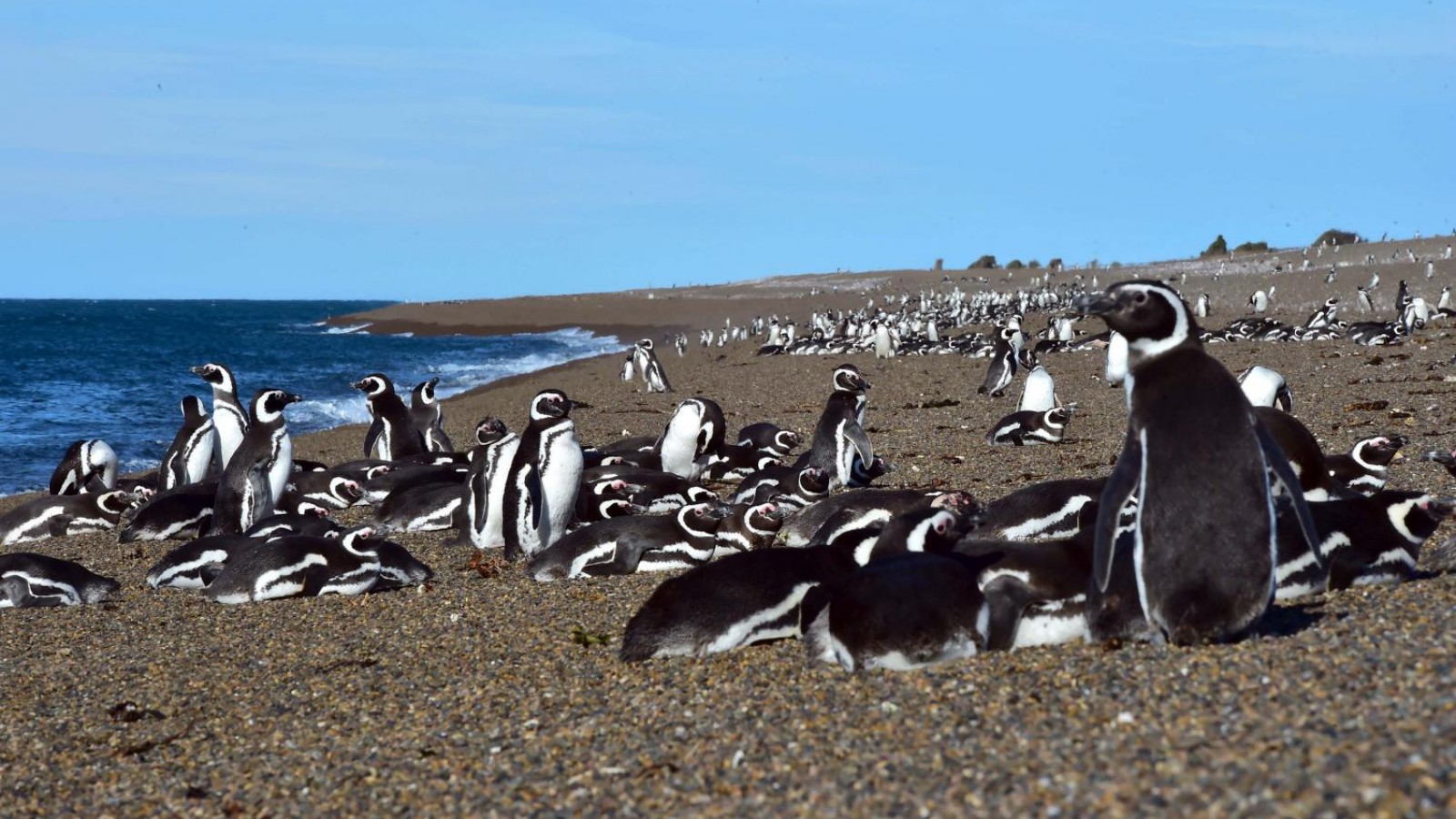 Por el aislamiento humano, aumentó la cantidad de pingüinos en Magallanes