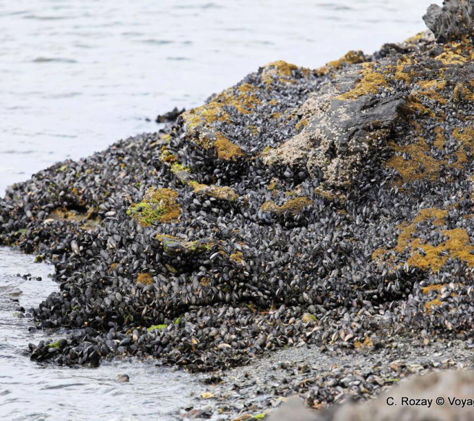 Se estudia instalar en el Canal de Beagle el primer cultivo de mejillones a escala industrial