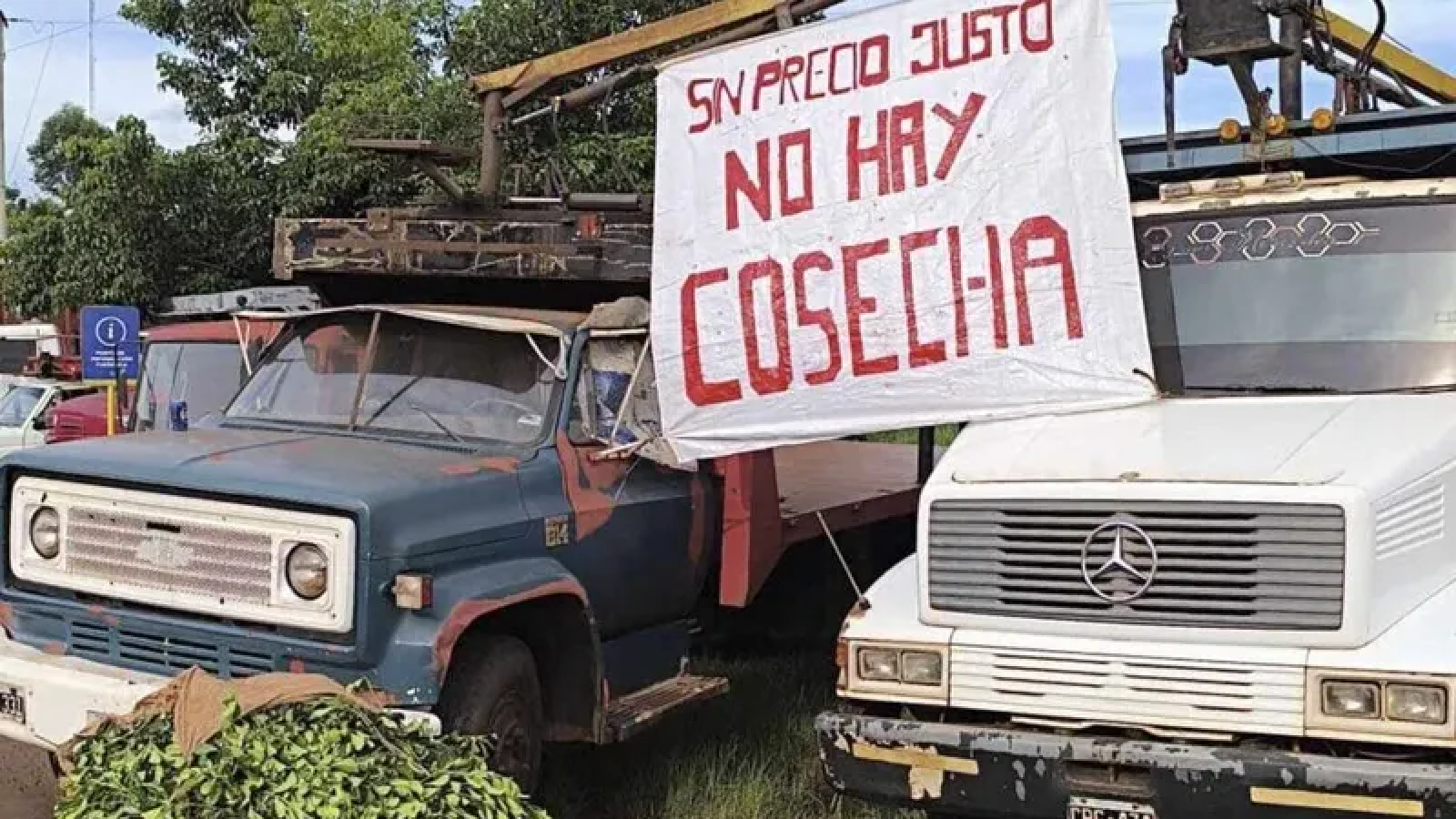 Paro total en las cosechas de yerba mate: amenaza de desabastecimiento