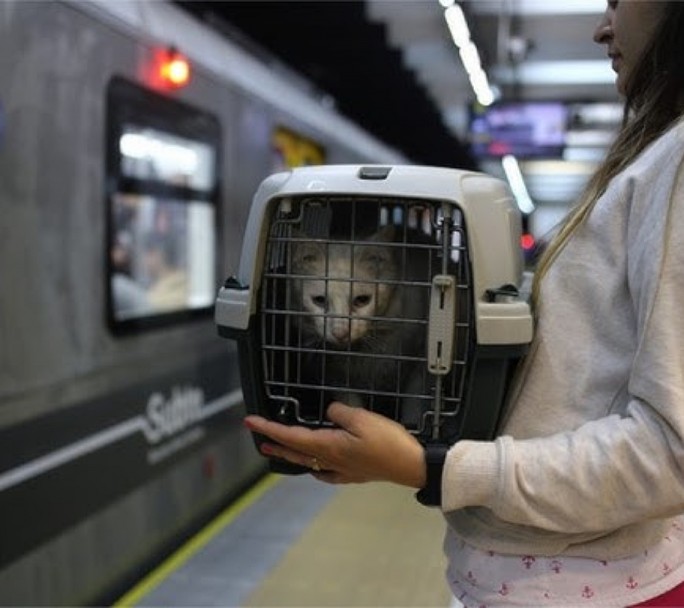 Subte en CABA: qué días se puede viajar con perros y gatos