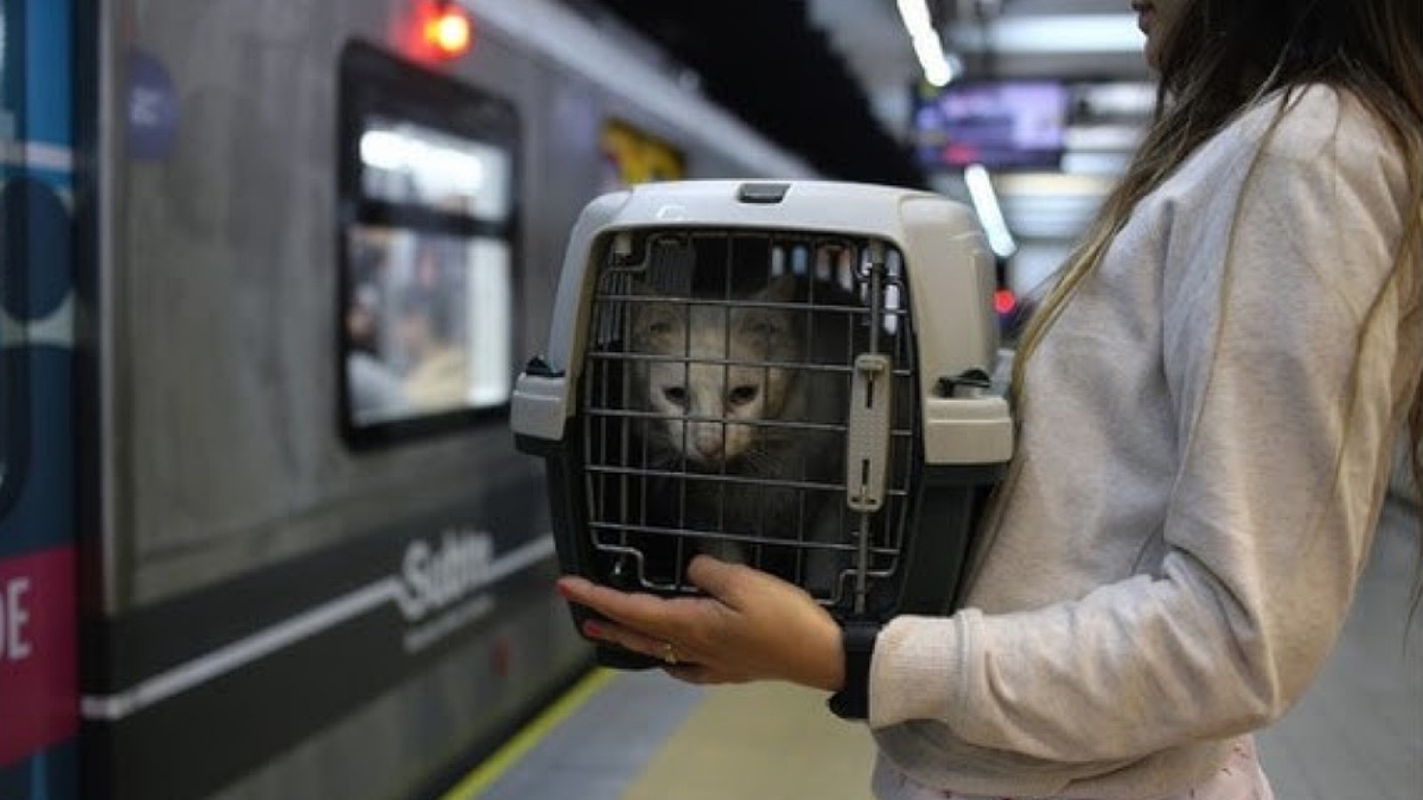 Subte en CABA: qué días se puede viajar con perros y gatos