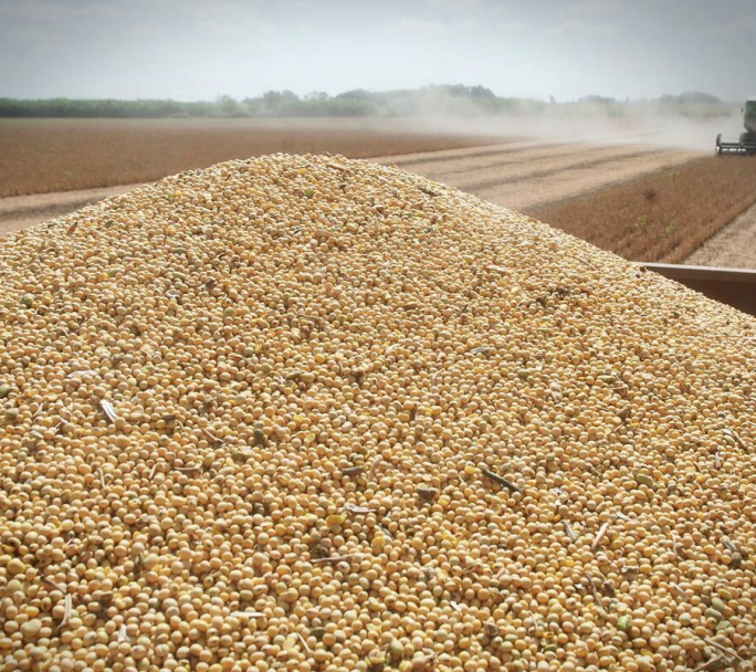 Alerta económica: cae la soja y se desploman las reservas del BCRA