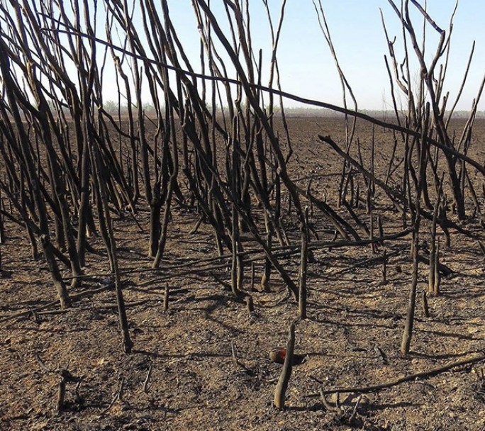 Declaran la emergencia ambiental en la zona del Delta del Río Paraná