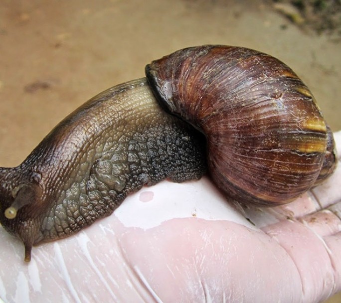 Cómo identificar y cuidarse del peligroso caracol gigante africano
