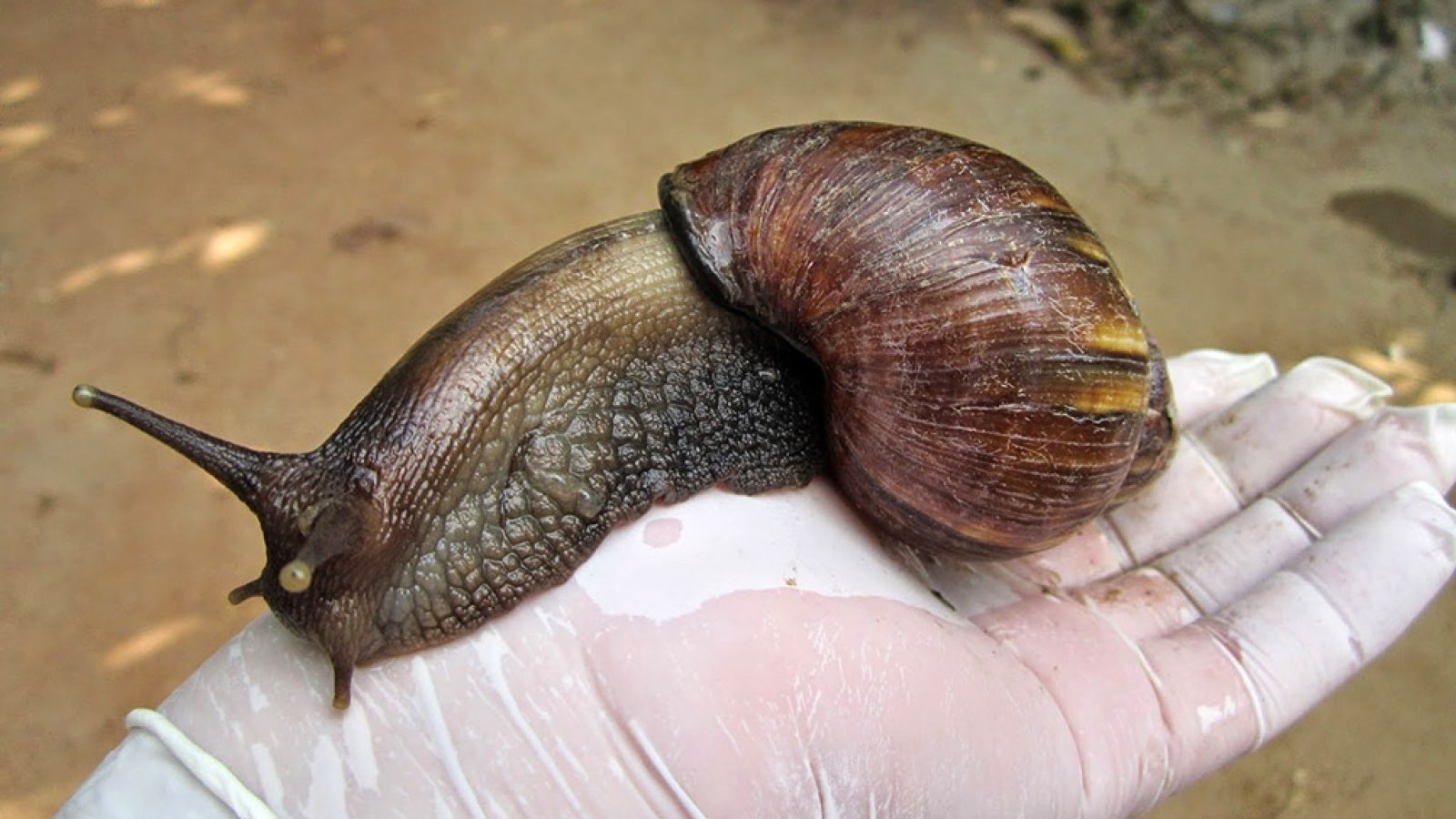 Cómo identificar y cuidarse del peligroso caracol gigante africano