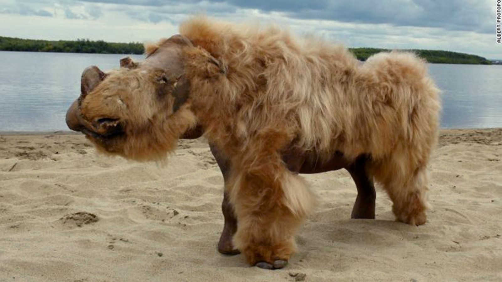 Encuentran en Siberia un rinoceronte congelado desde hace 20 mil años