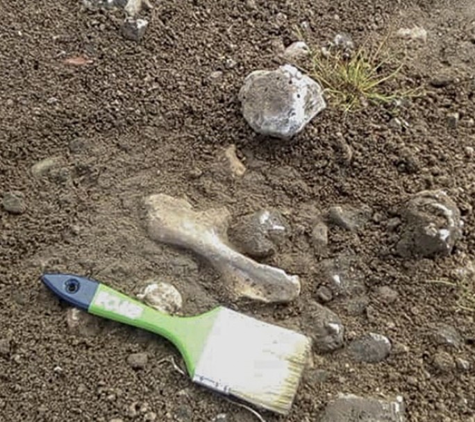 Hallan restos fósiles de un dinosaurio herbívoro de 100 millones de años