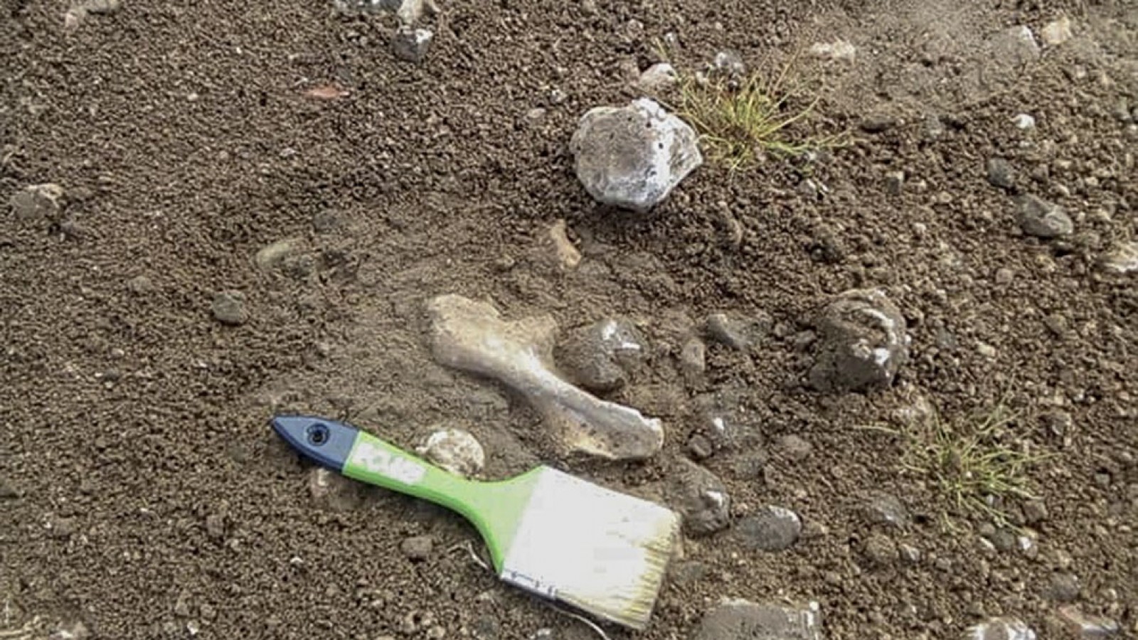 Hallan restos fósiles de un dinosaurio herbívoro de 100 millones de años