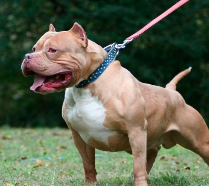 Cruento ataque de un pitbull a un niño de ocho años en el interior de una iglesia