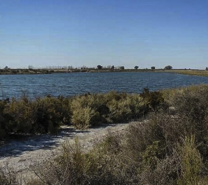 Investigan la muerte de peces en una laguna de Mendoza