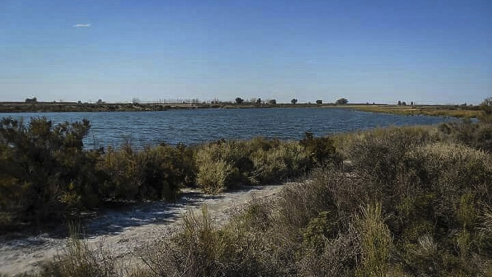 Investigan la muerte de peces en una laguna de Mendoza