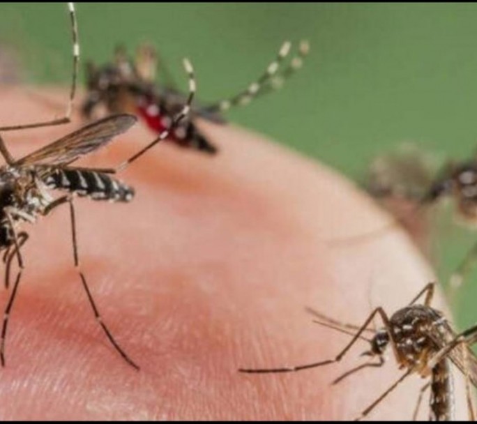 Invasión de mosquitos en el AMBA: ¿Cuáles son las causas y cómo protegerse?
