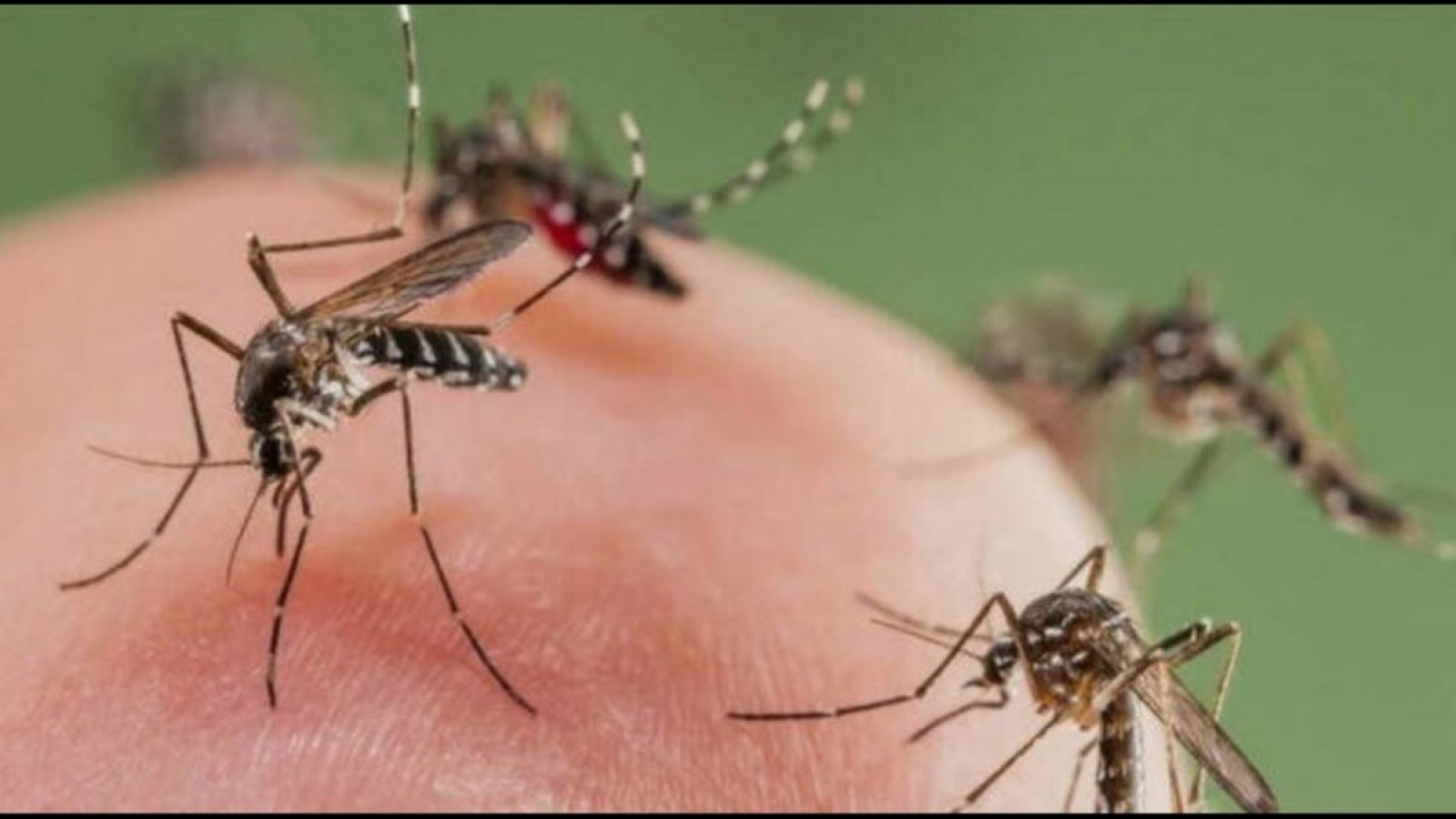 Invasión de mosquitos en el AMBA: ¿Cuáles son las causas y cómo protegerse?