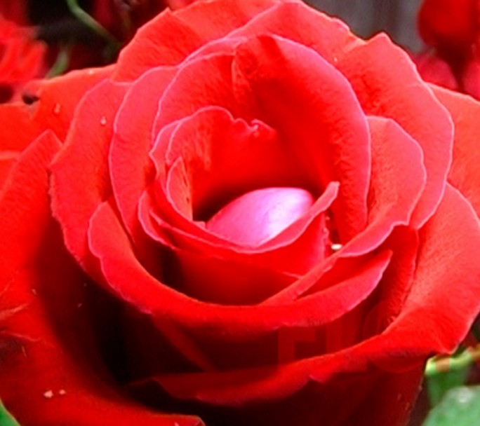 Los clásicos regalos para el 14 de febrero subieron este año hasta 150 por ciento