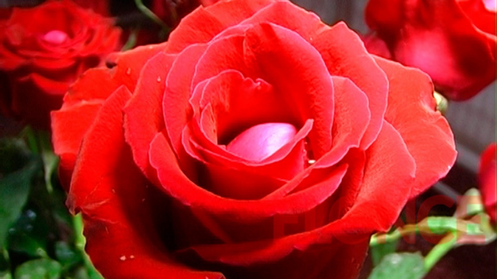 Los clásicos regalos para el 14 de febrero subieron este año hasta 150 por ciento