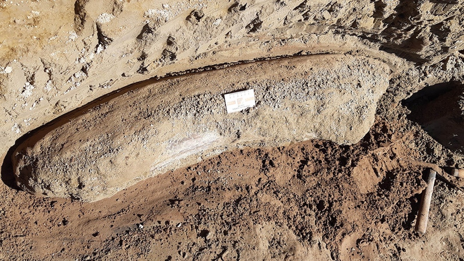 Hallan restos fósiles de más de diez mil años en Junín por la bajante del Río Salado