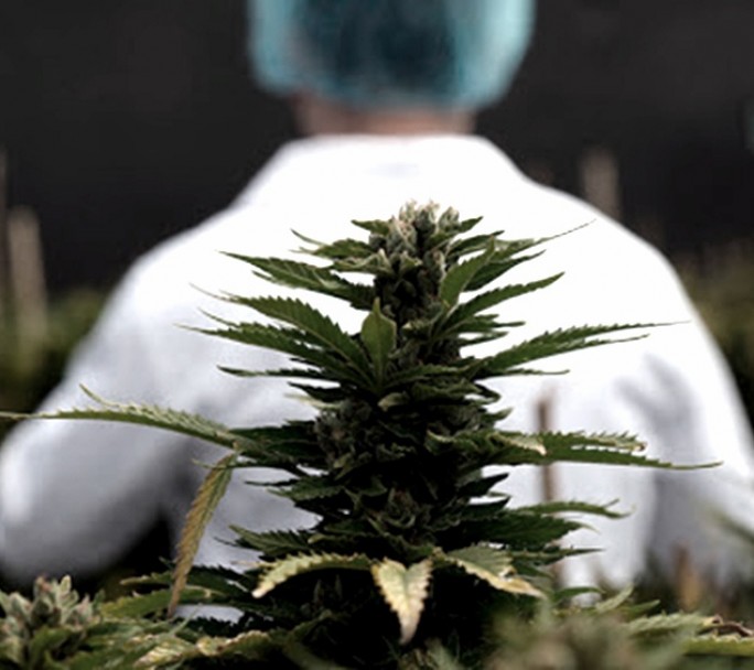 Argentina y Brasil acordaron impulsar la producción y comercialización del cannabis