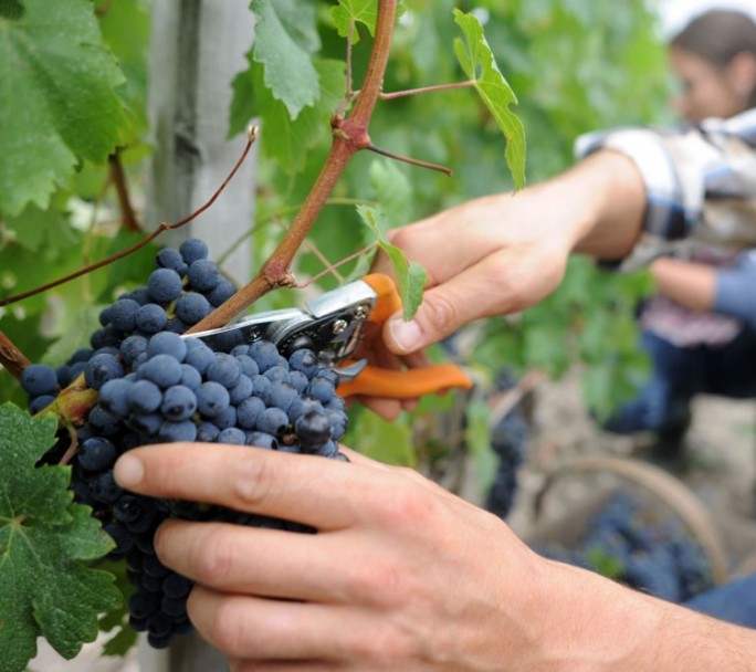 Productores del sector vitivinícola, enojados por la "Ley Seca" y "Tolerancia Cero"