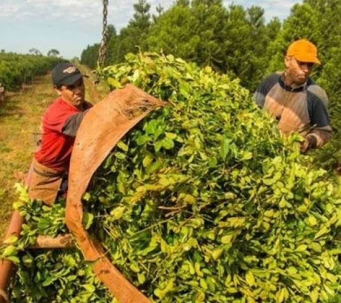 La Argentina será el primer país en exportar yerba mate a la India