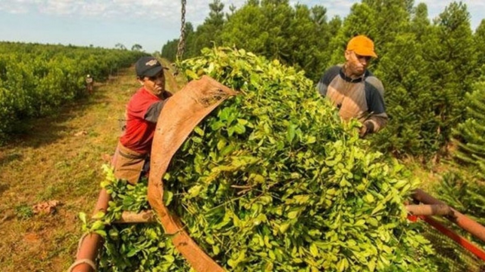 La Argentina será el primer país en exportar yerba mate a la India