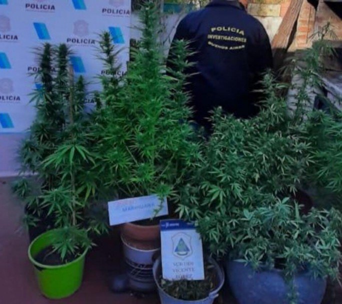Robó una bicicleta y cuando allanaron su casa tenía 14 plantas de marihuana