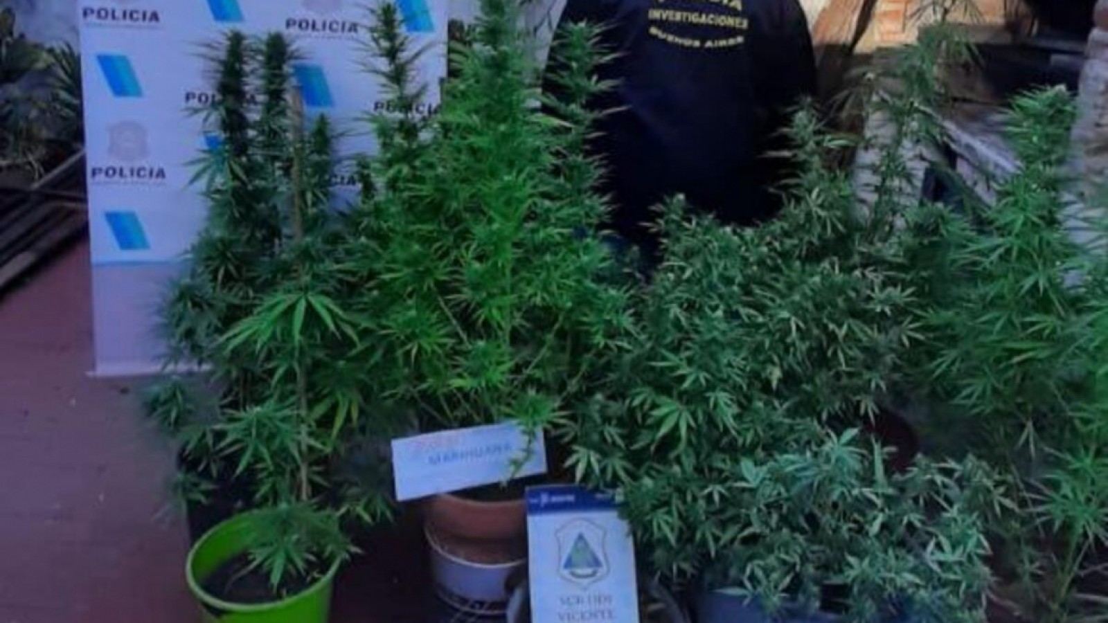 Robó una bicicleta y cuando allanaron su casa tenía 14 plantas de marihuana