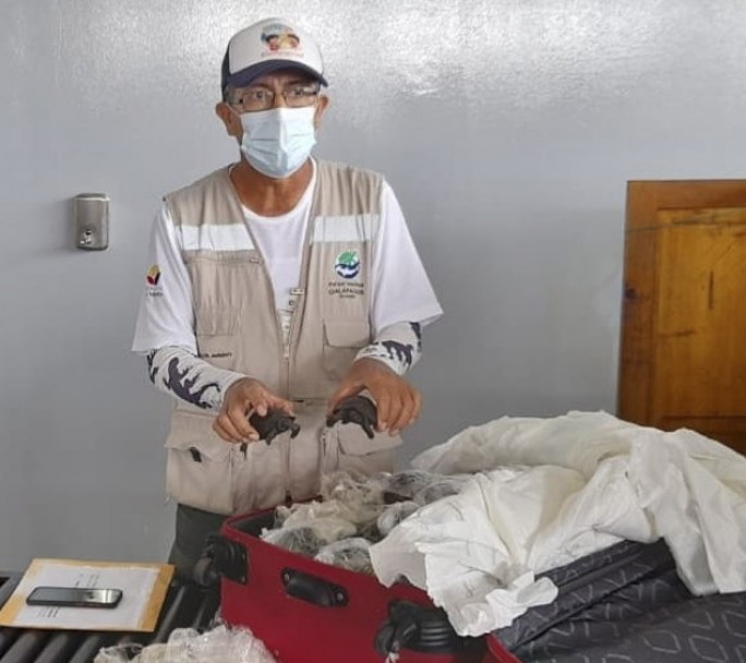 Descubrieron una valija con 185 tortugas en el aeropuerto de las Islas Galápagos
