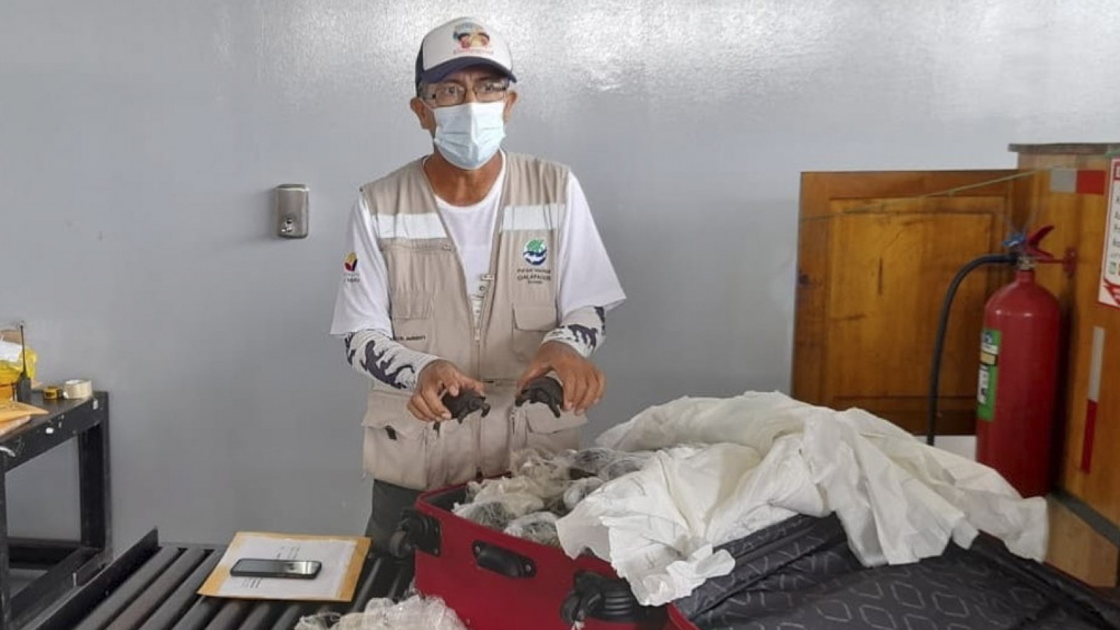 Descubrieron una valija con 185 tortugas en el aeropuerto de las Islas Galápagos
