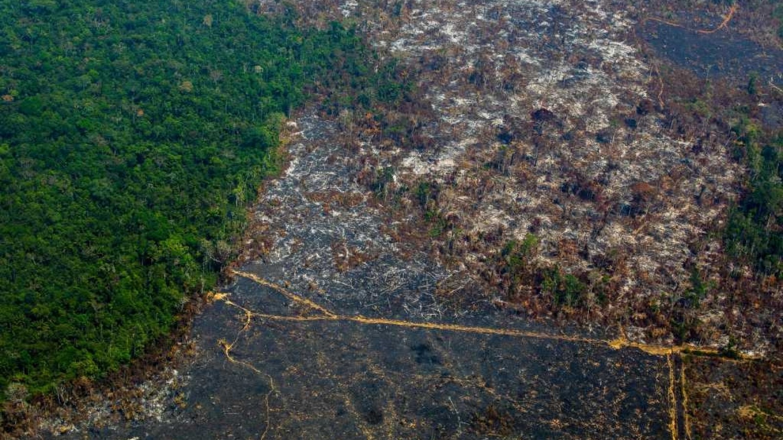 Bosques: en 2020 se perdió una superficie equivalente a la de Países Bajos