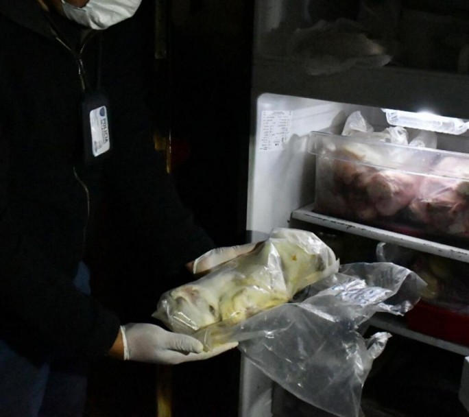 Rescatan 17 felinos y hallan animales muertos en una vivienda de Villa Crespo