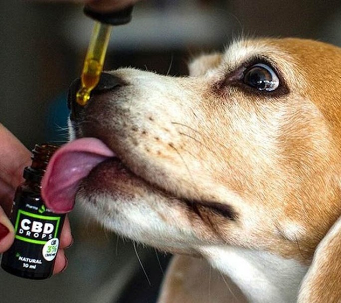 Crece el uso medicinal del cannabis en mascotas y piden su reglamentación