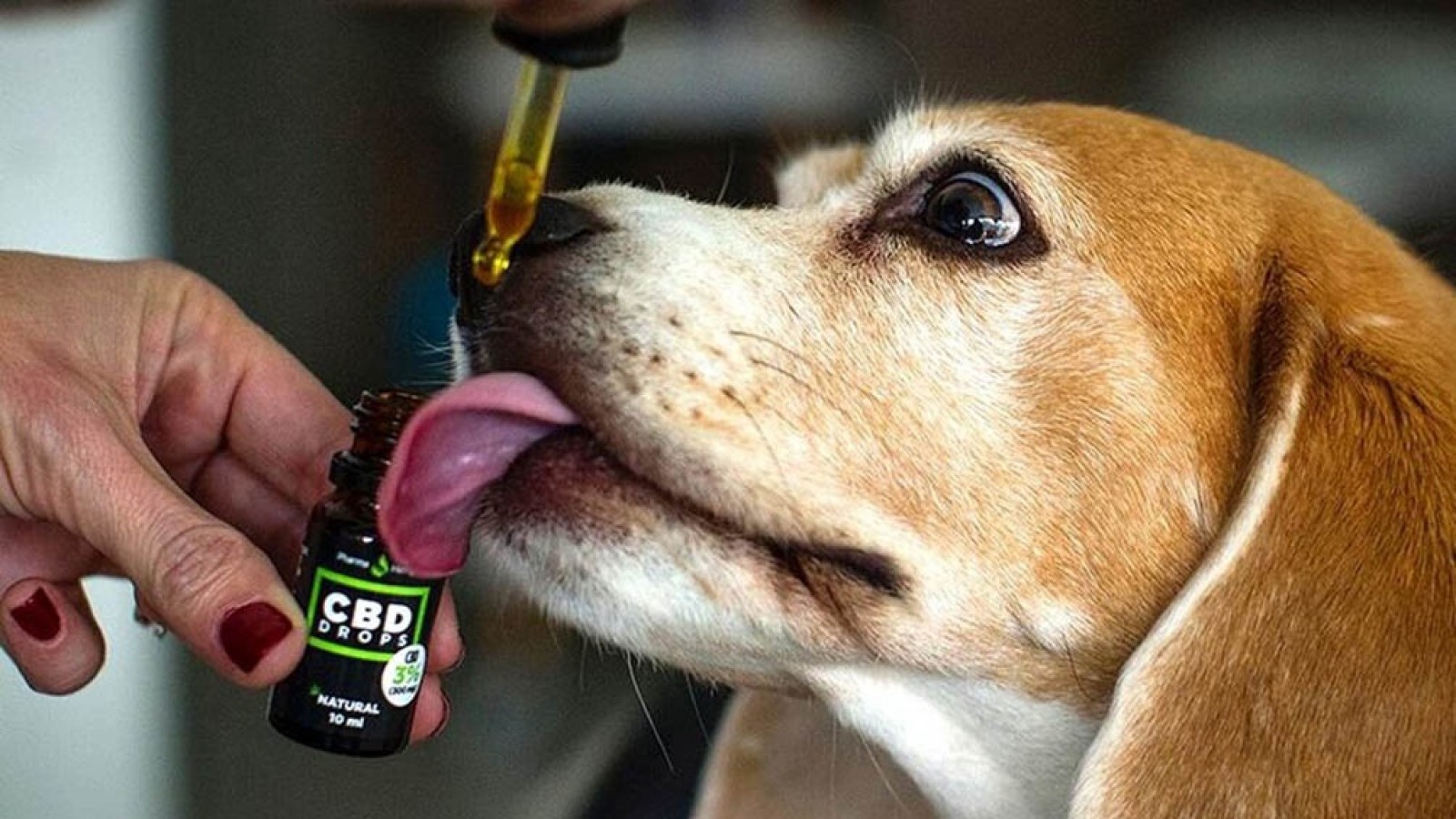 Crece el uso medicinal del cannabis en mascotas y piden su reglamentación