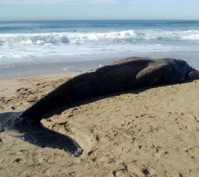 Encontraron una ballena jorobada muerta en la playa