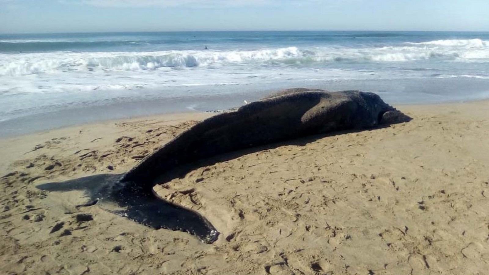 Encontraron una ballena jorobada muerta en la playa