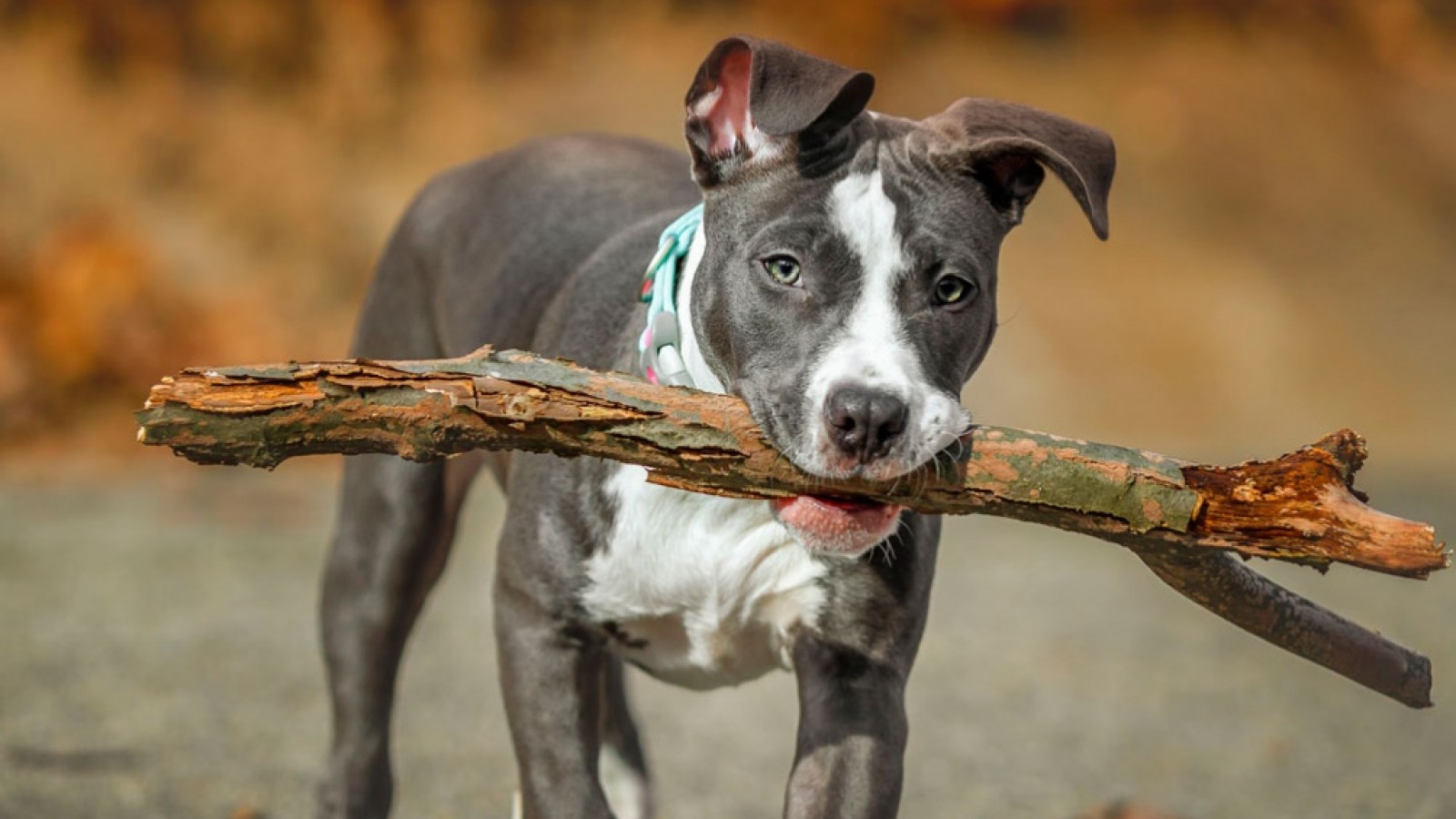 Los perros de razas potencialmente peligrosas deberán ser registrados