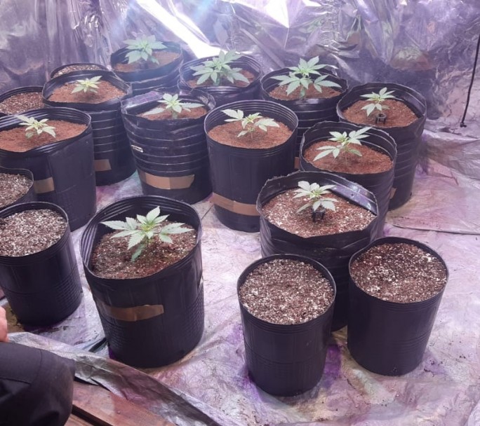 Desbaratan una fiesta clandestina y encuentran doce plantas de marihuana