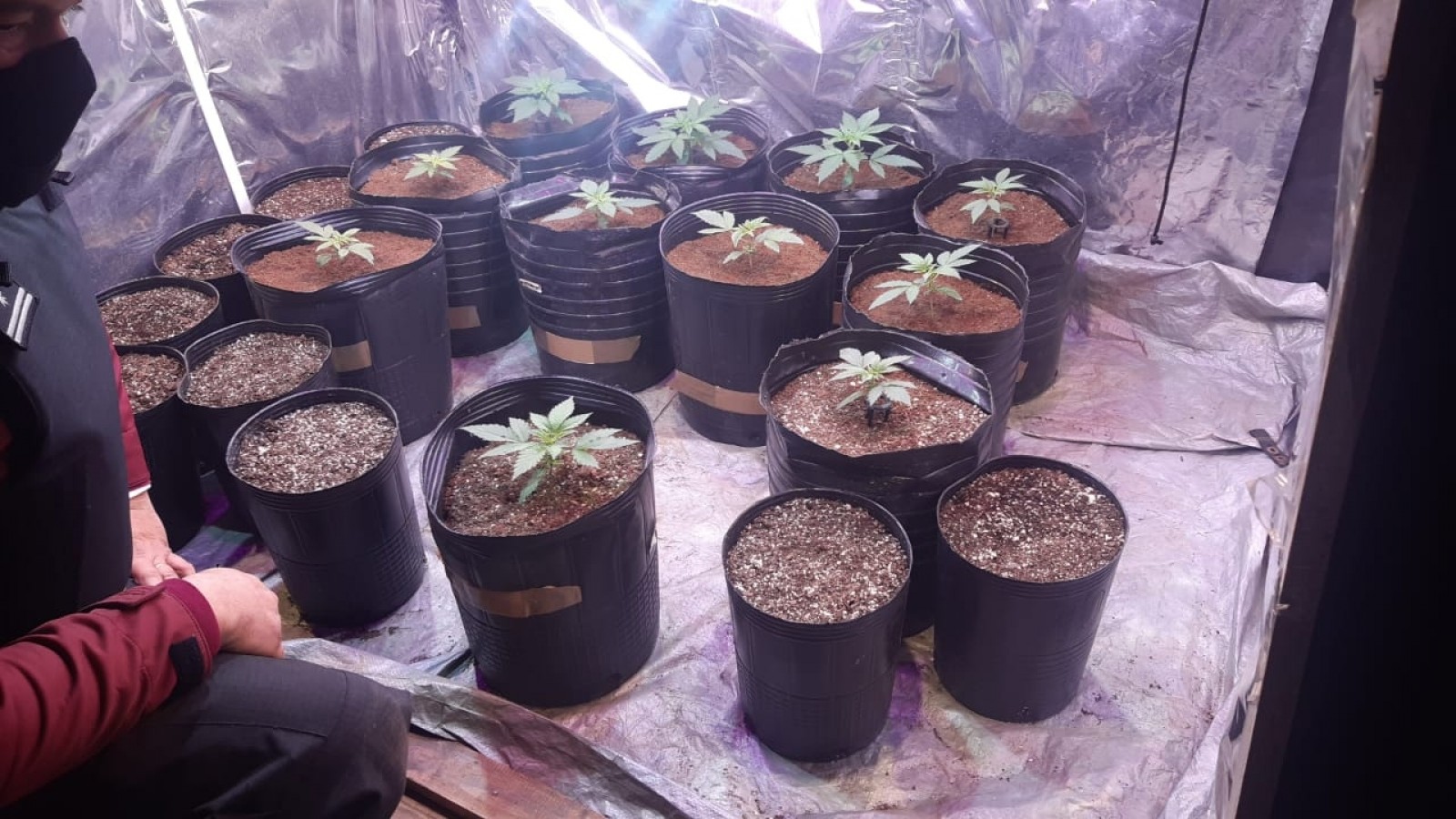 Desbaratan una fiesta clandestina y encuentran doce plantas de marihuana