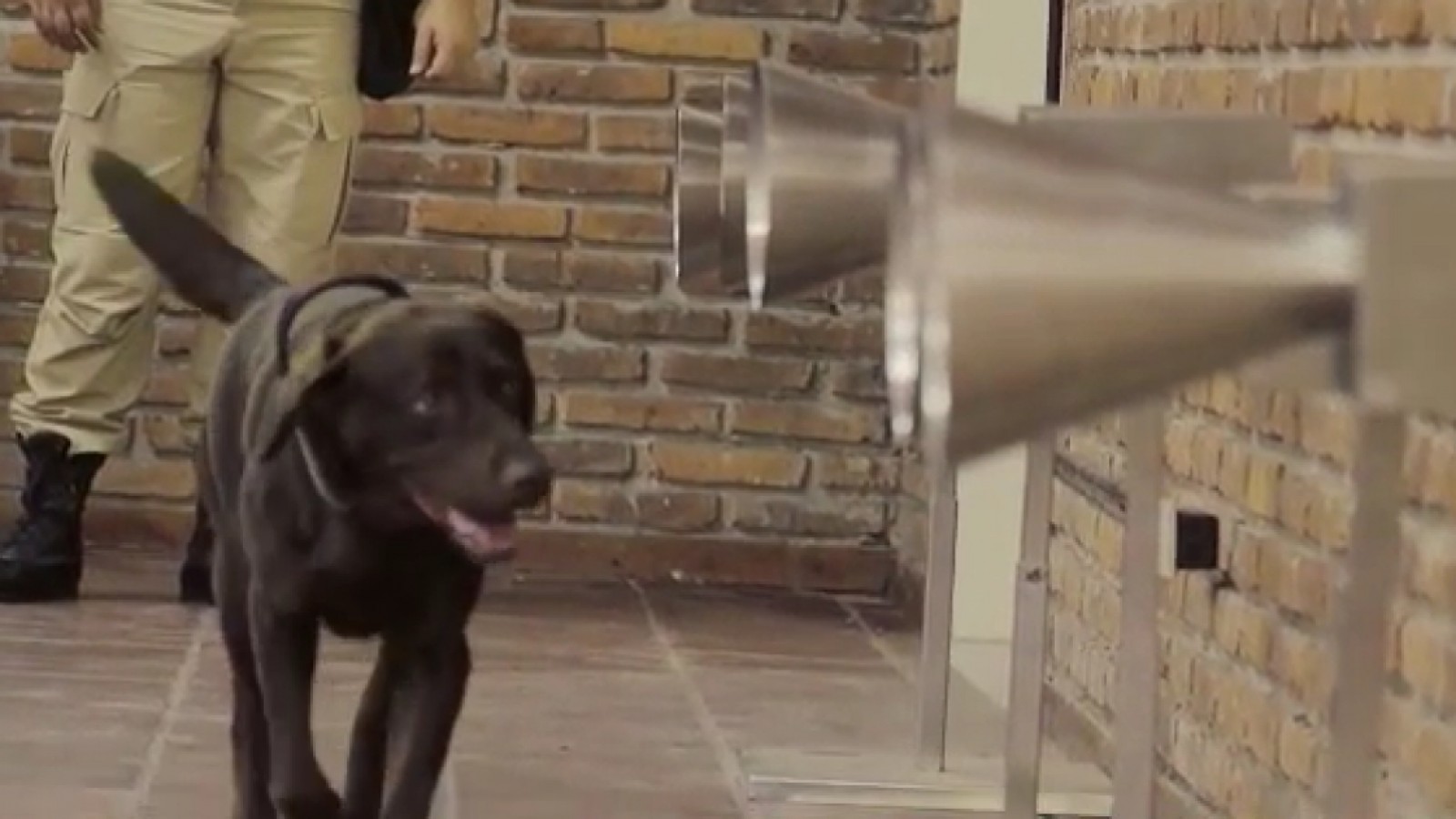 ¿Se implementará el uso de perros para detectar coronavirus?