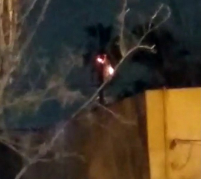 Un rayo cayó en el Conurbano e incendió una palmera