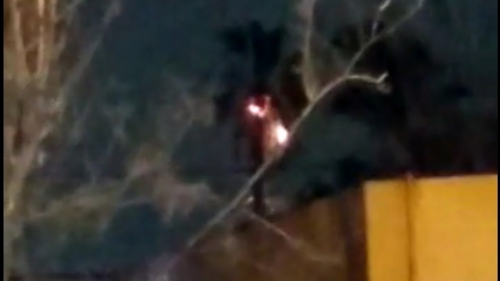 Un rayo cayó en el Conurbano e incendió una palmera