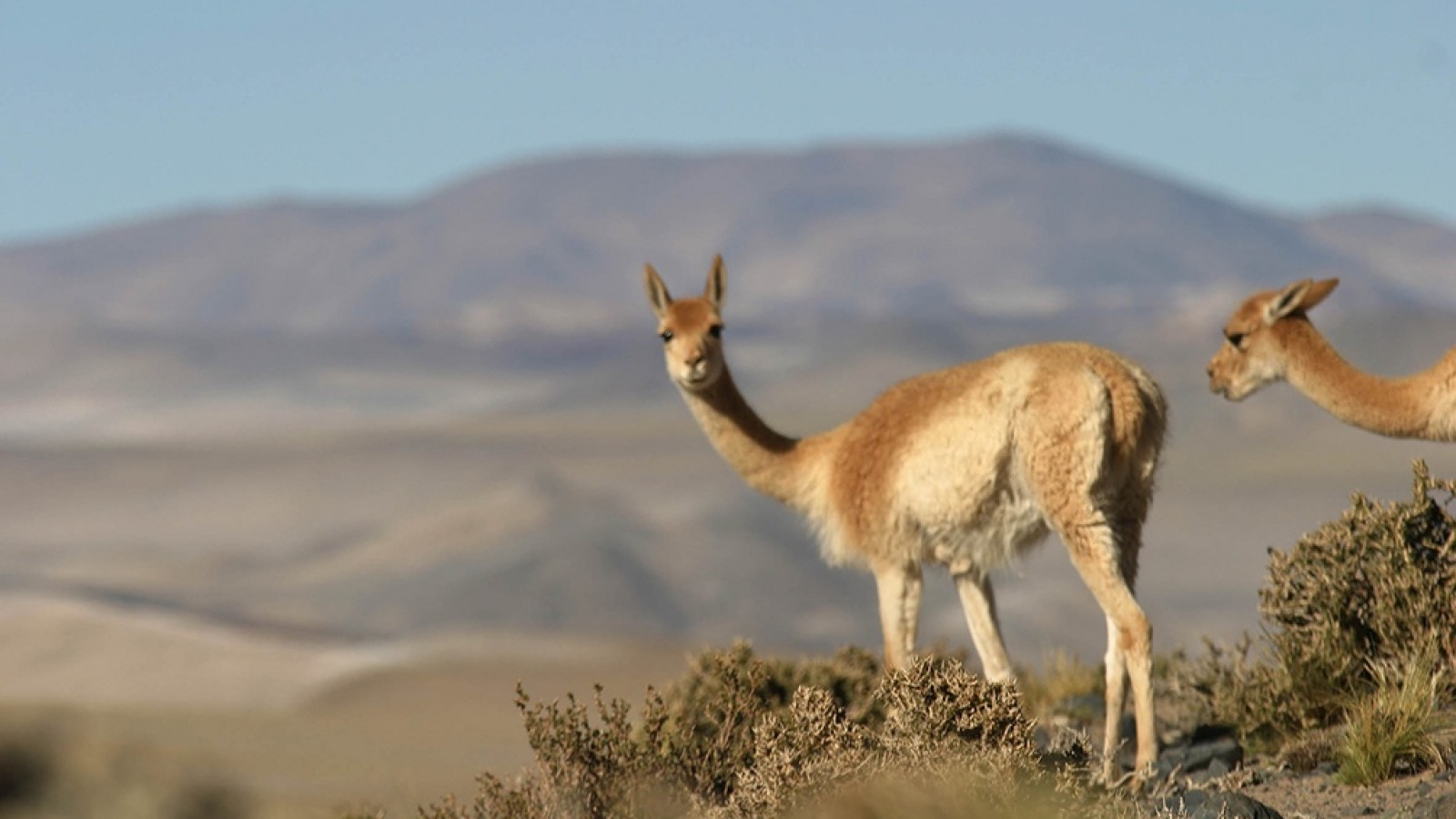 ¿Cuáles son los requisitos de cada provincia para el ingreso de turistas?