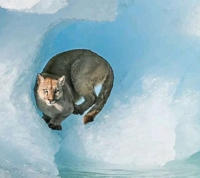 Un puma fue fotografiado y filmado sobre un iceberg en el Parque Nacional Los Glaciares