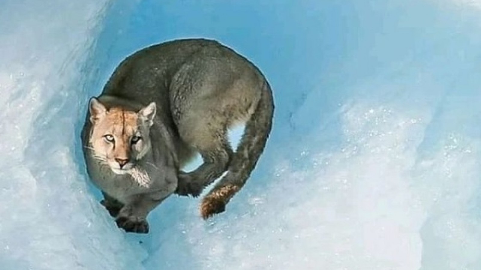 Un puma fue fotografiado y filmado sobre un iceberg en el Parque Nacional Los Glaciares
