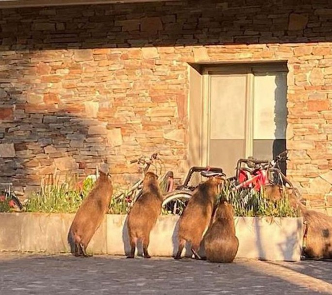 Invasión de carpinchos en lo que fuera su hábitat natural. Vecinos del barrio denuncian daños