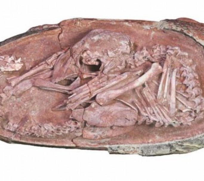 China: hallan un embrión de dinosaurio en perfecto estado