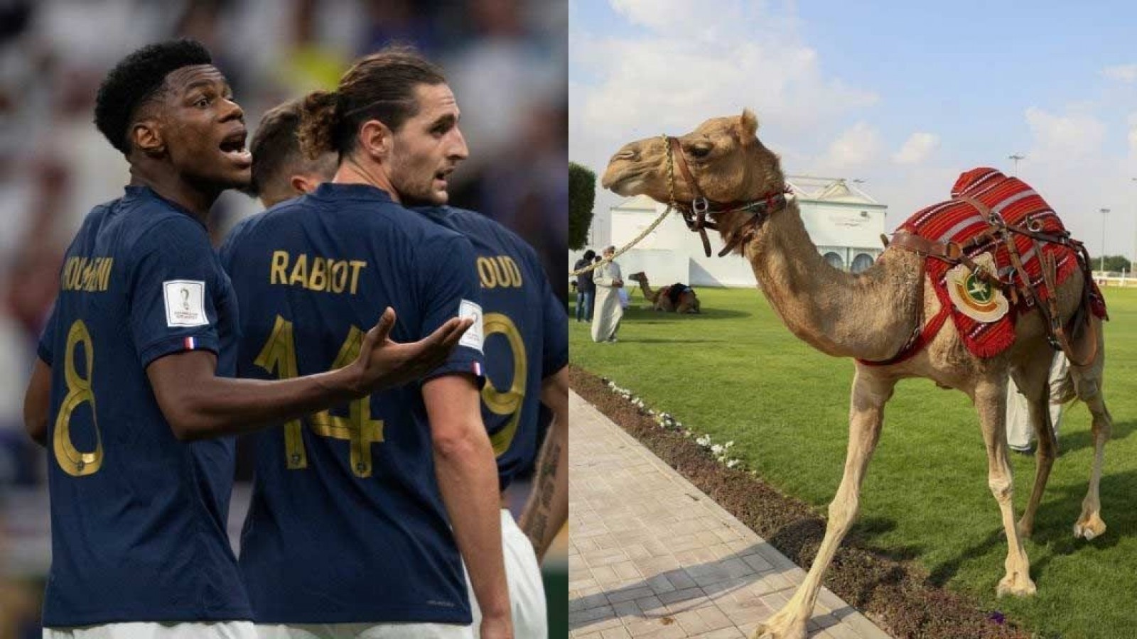 Francia: Dos jugadores con síntomas compatibles con el "virus del camello"