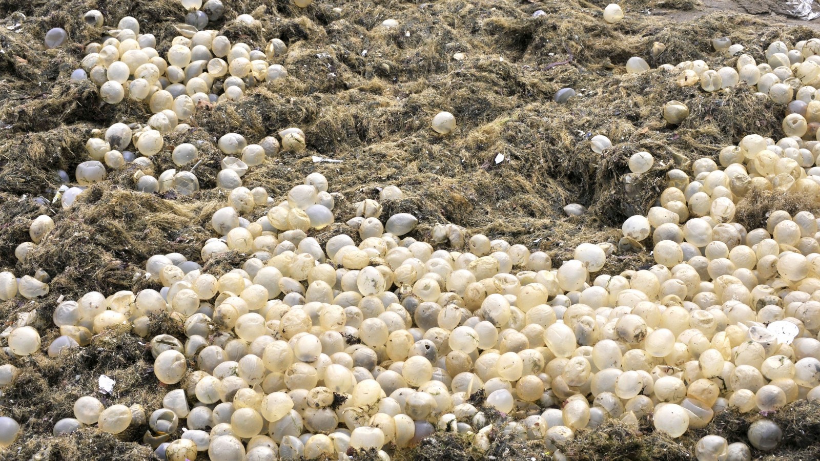 La playa Bristol en Mar del Plata colmada de algas y "huevos transparentes"