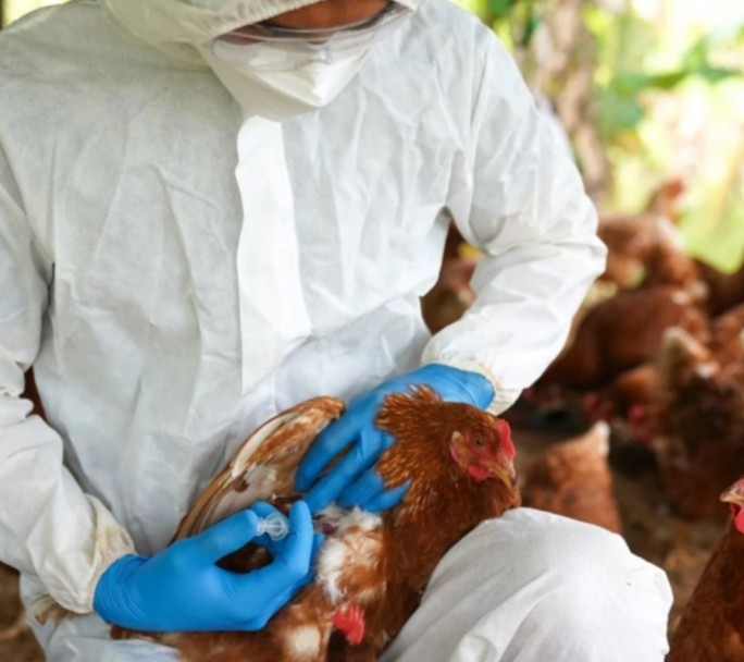 La Argentina declaró la emergencia sanitaria por la detección de gripe aviar en gansos salvajes